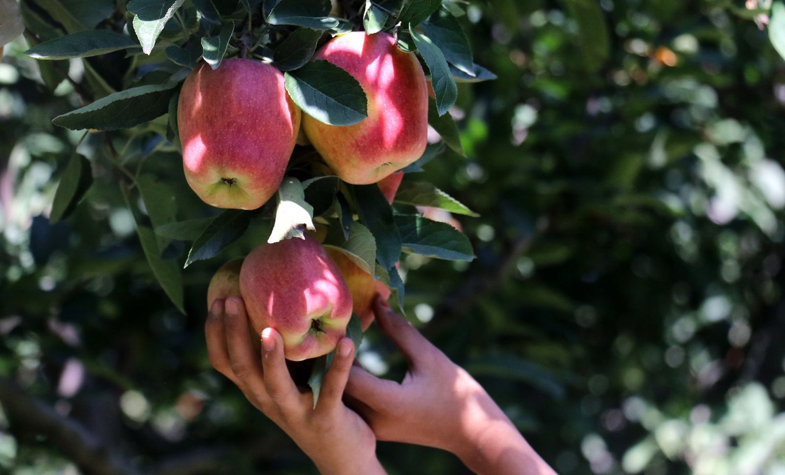 Apple harvesting in Kashmir 6 1