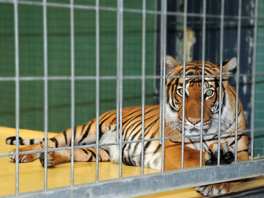 himachal pradesh mini zoo renukaji