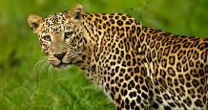 himachal shimla leopards dead