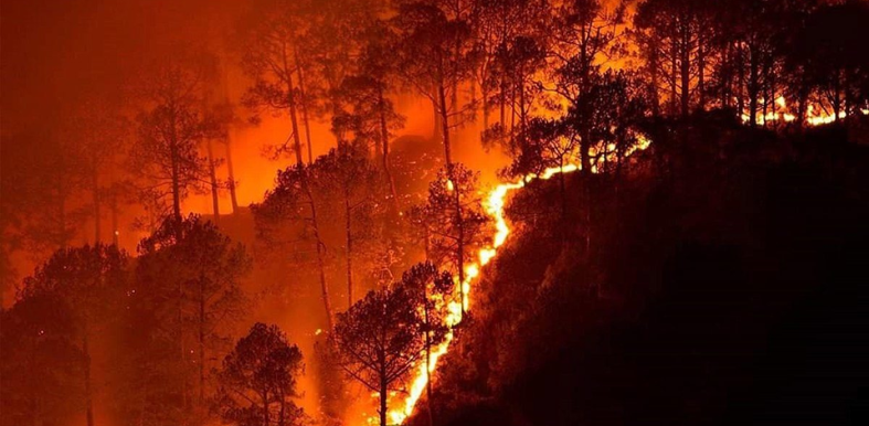 forest fire season