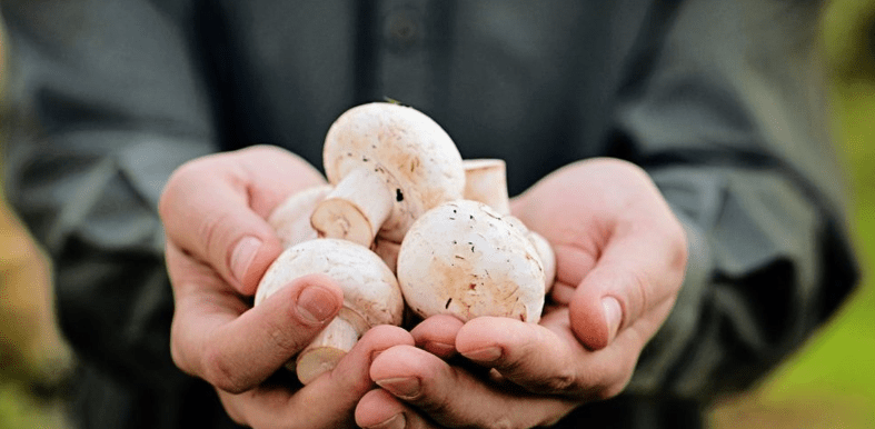 Miracle mushroom can fight cancer, confirm scientists at Solan research institute