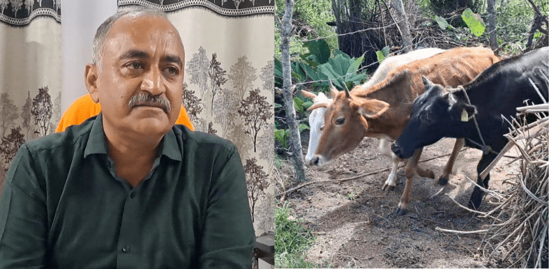 In Himachal animal census, a separate column added for this native cattle breed