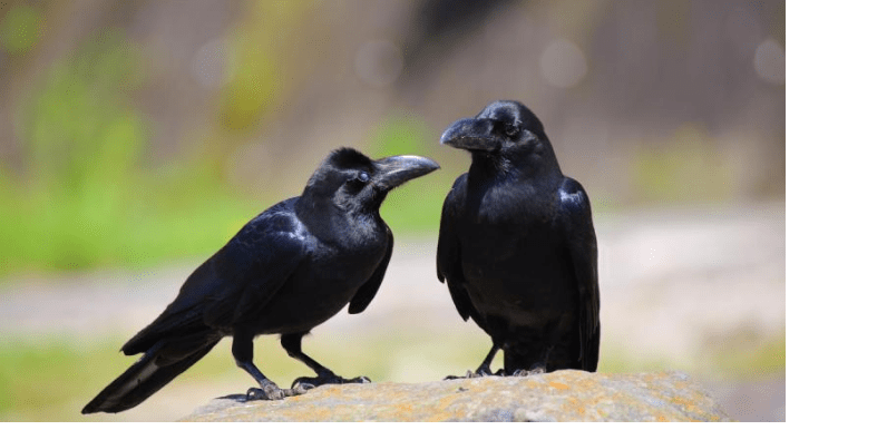 Crows vanishing from Himachal towns after sparrows amid rapid urbanisation