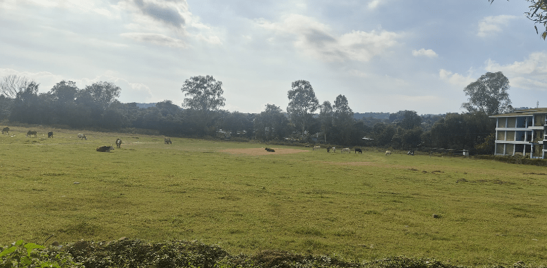 Sarkaghat govt college playground turns into ‘gaushala’, stray animals disrupt student activities