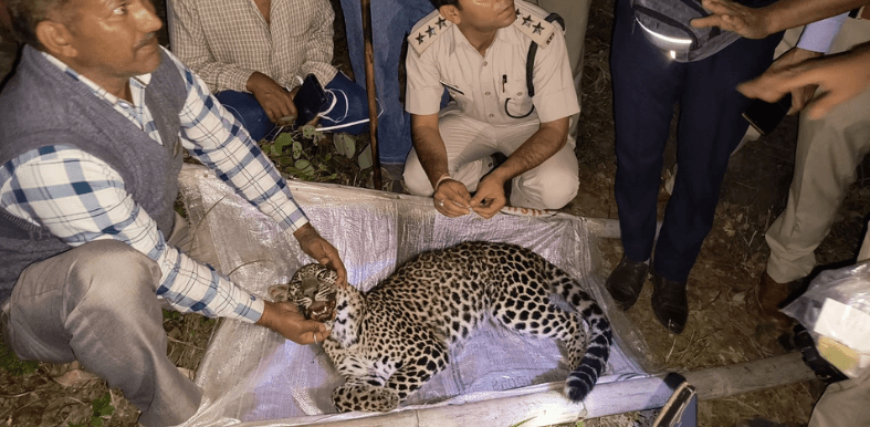 Female leopard accidentally trapped in net by villagers in Himachal’s Jogindernagar