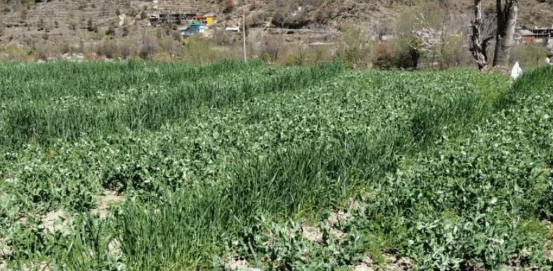 mandi harvest farmers