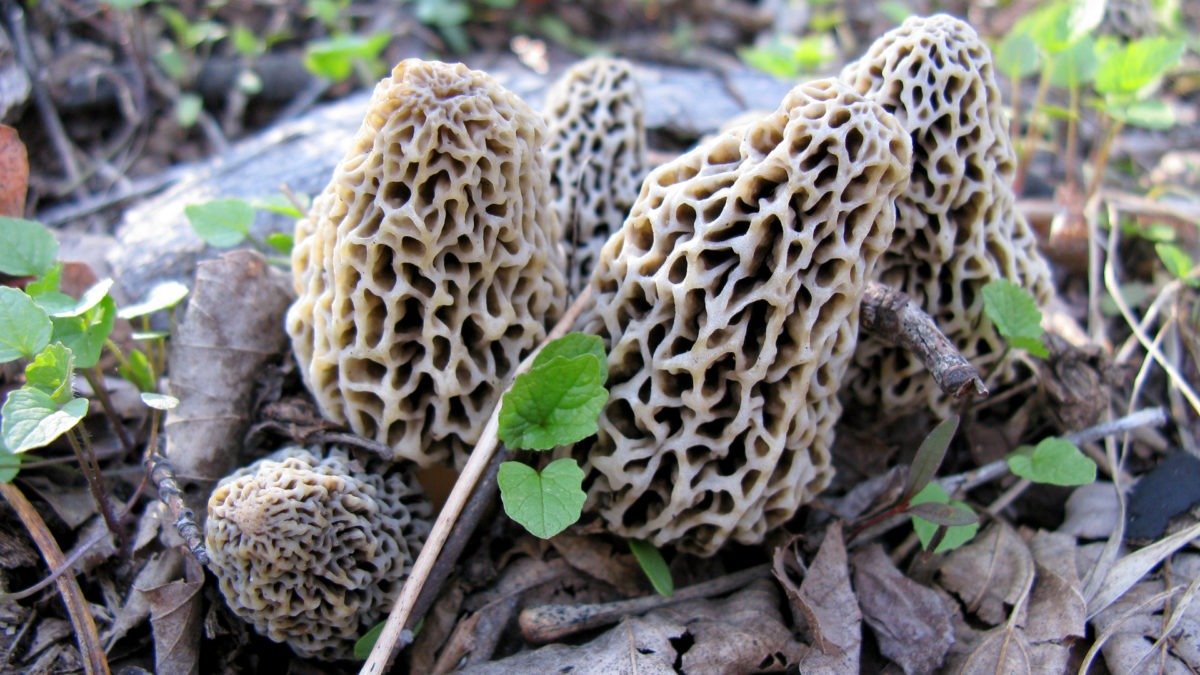 Solan directorate grows prized gucchi mushroom, joins select league of nations like US, China, France