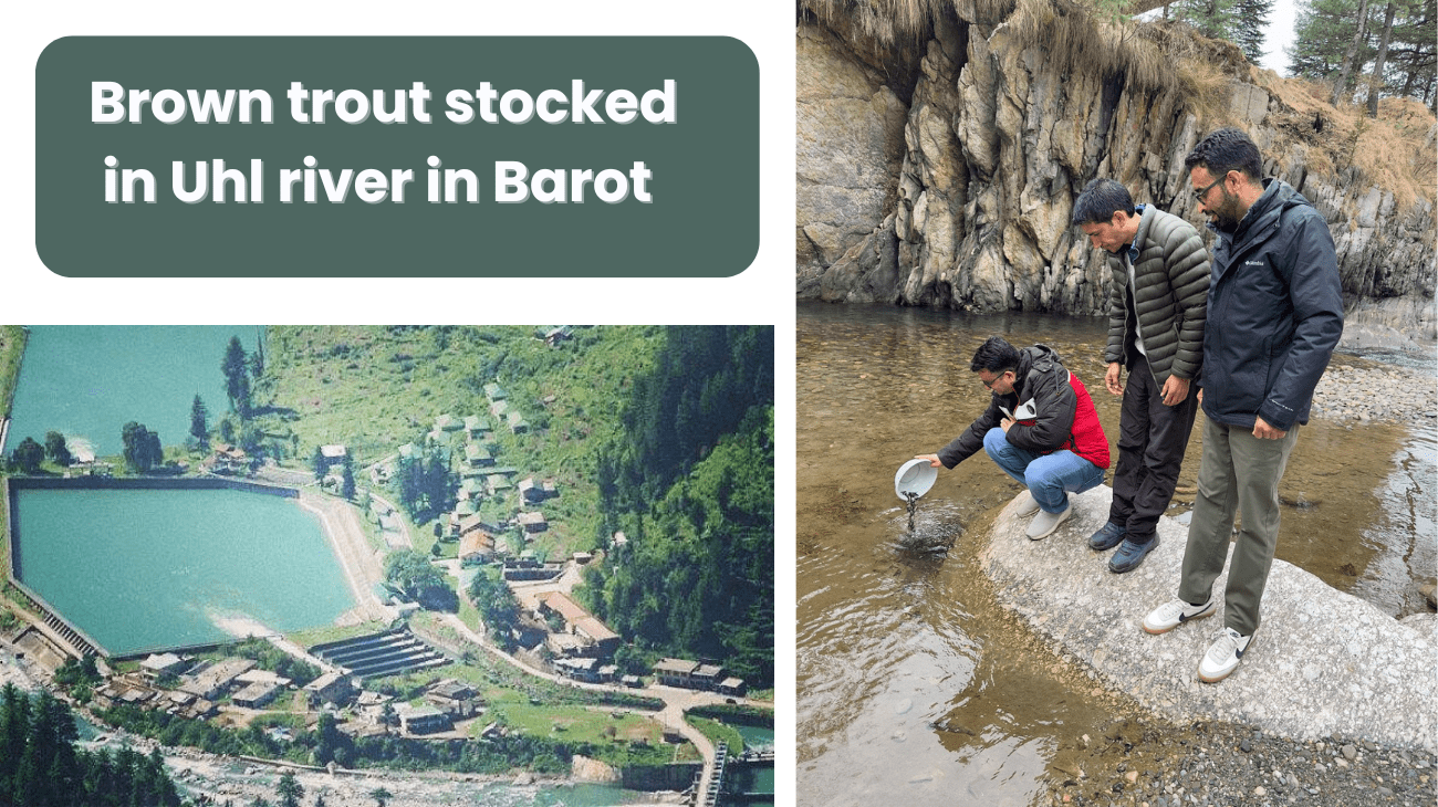 Brown trout stocked in Uhl river in Barot to boost angling tourism in Himachal