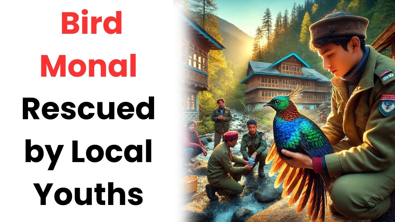 Endangered state bird Monal rescued by local youths in Himachal’s Manali