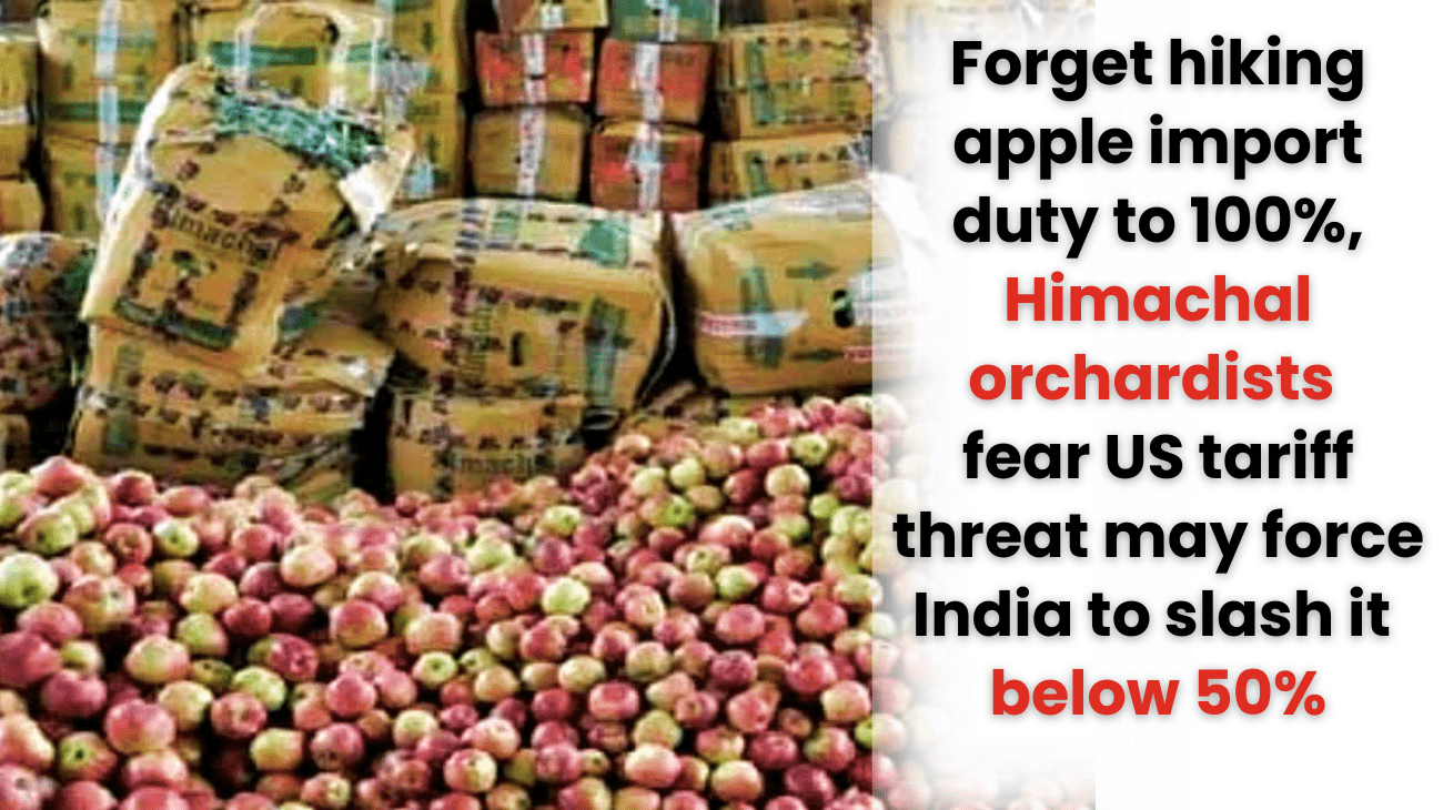 Forget hiking apple import duty to 100%, Himachal orchardists fear US tariff threat may force India to slash it below 50%