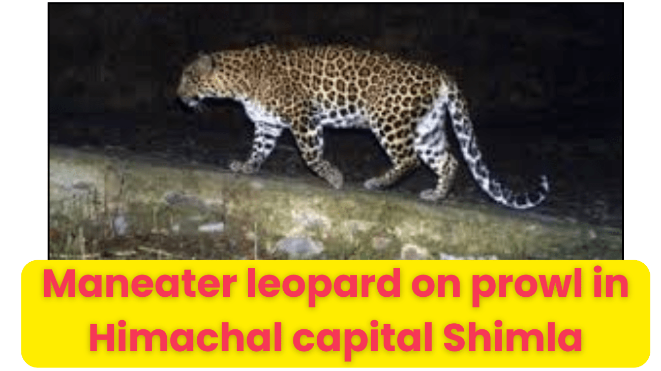 Maneater leopard on prowl in Himachal capital Shimla, taxi driver attacked outside his house