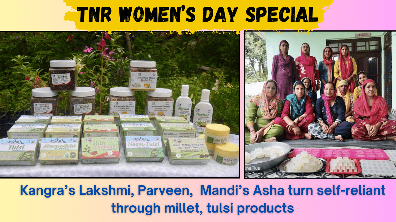 TNR Women’s Day Special: Kangra’s Lakshmi, Parveen, Mandi’s Asha turn self-reliant through millet, tulsi products