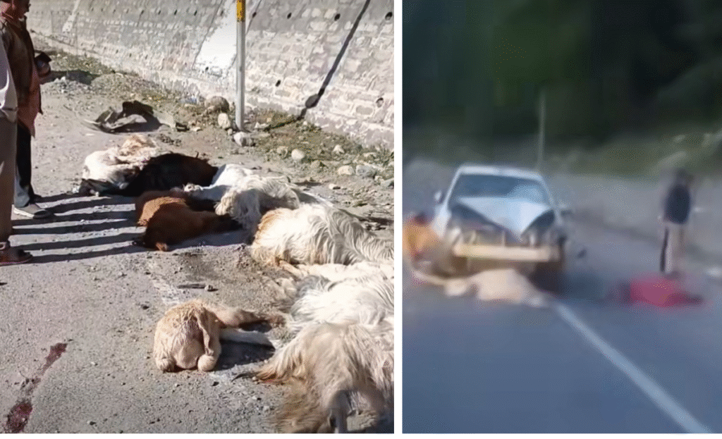 Shepherd crushed to death by speeding car on Kullu-Manali highway in Himachal, 10 goats also *killed 2 a1 13