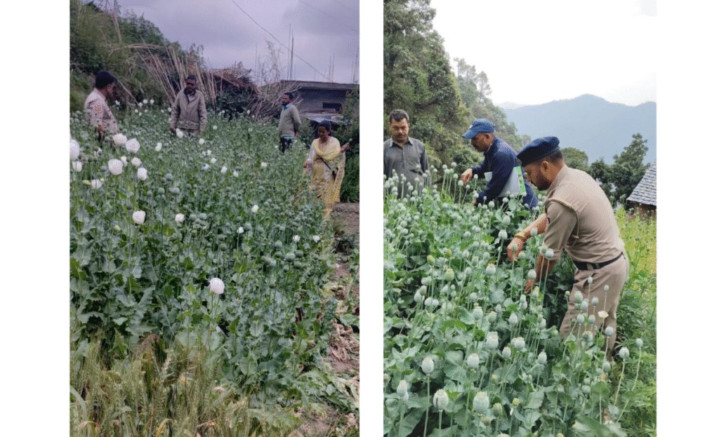 Over 1 lakh opium plants destroyed in Mandi’s Padhar; second major Himachal bust in a week 2 a7 1