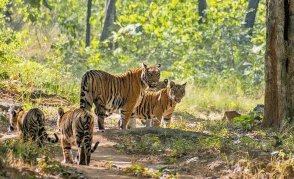 Satpura Ke Ghane Jungle’ under threat from fires, construction, modernisation 4 h3
