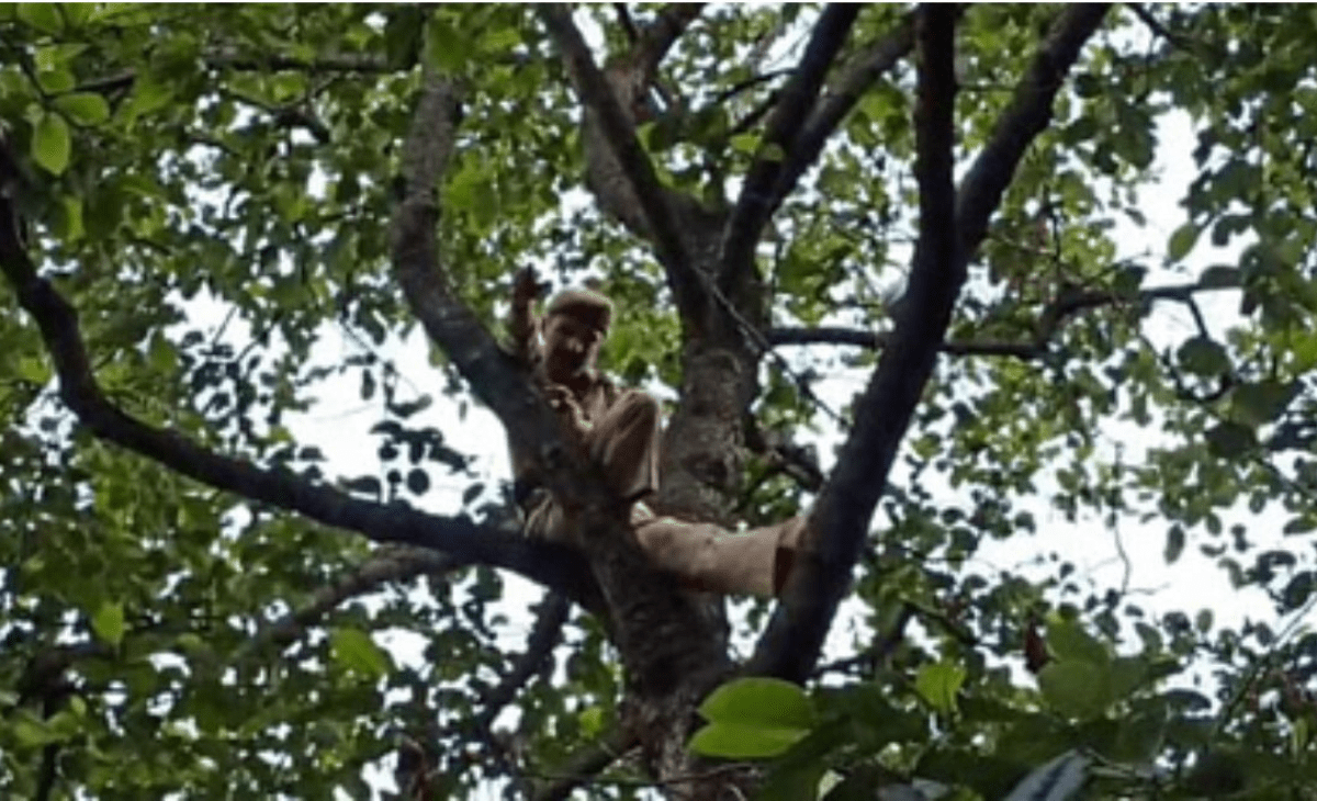 ‘Sholay’-style Veeru-Mausi drama in Himachal as Jammu SPO climbs tree over salary row, MLA steps in to broker peace