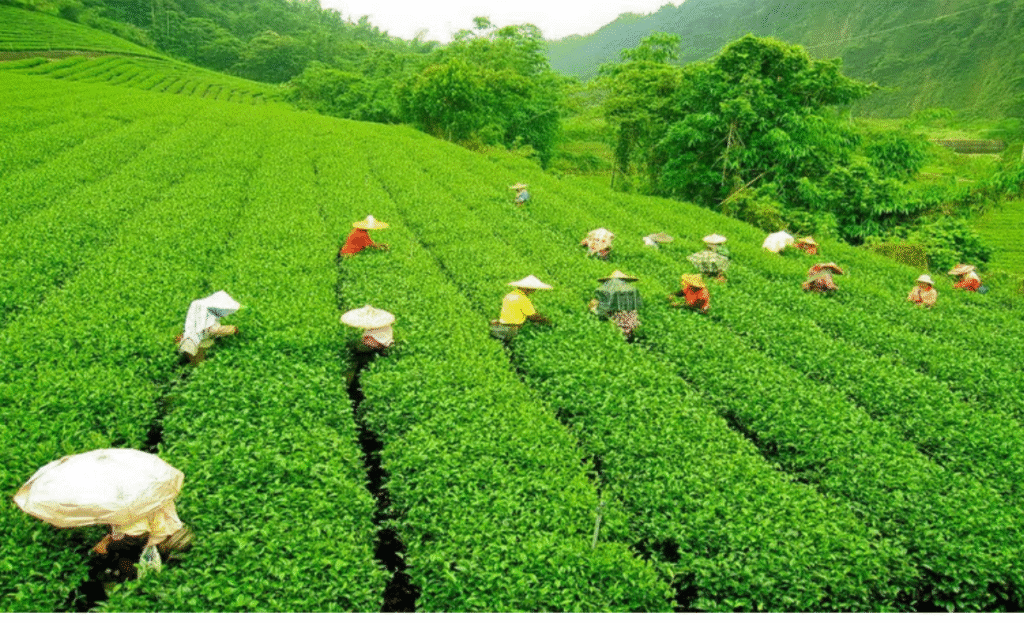 5 places you must visit in Palampur 4 tea