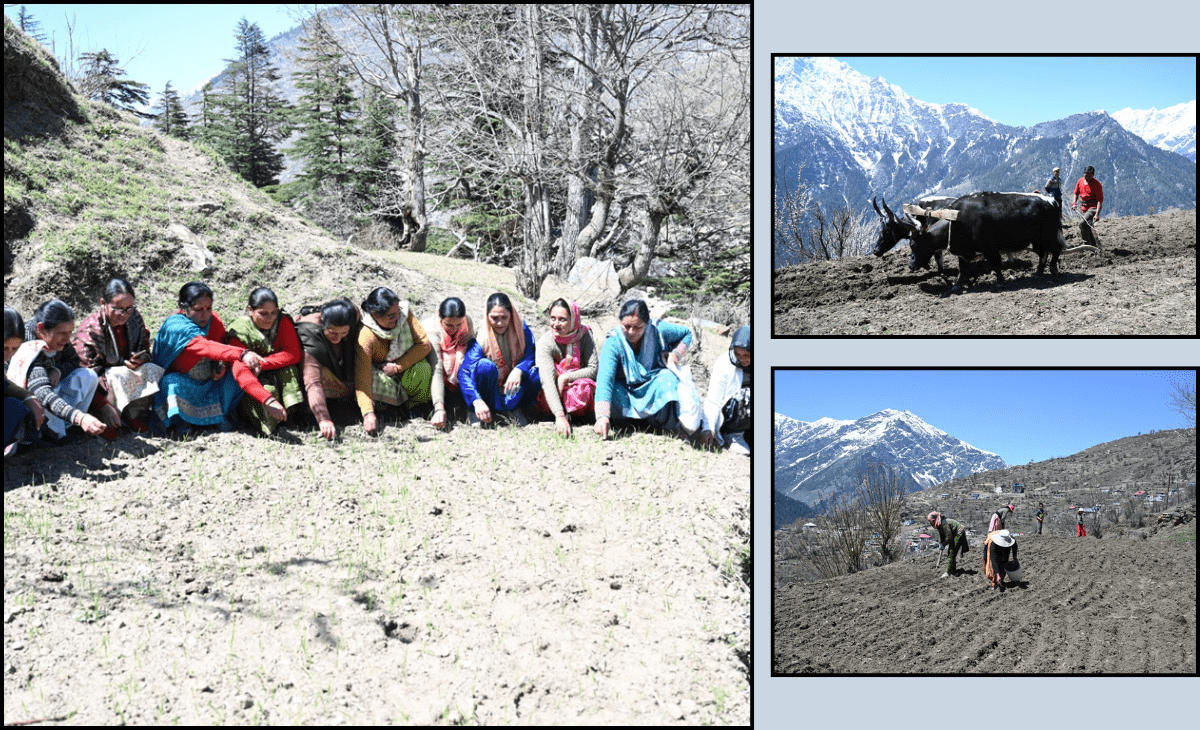 Himachal notifies first natural farming sub-division in Pangi, locals call move ‘revolutionary’