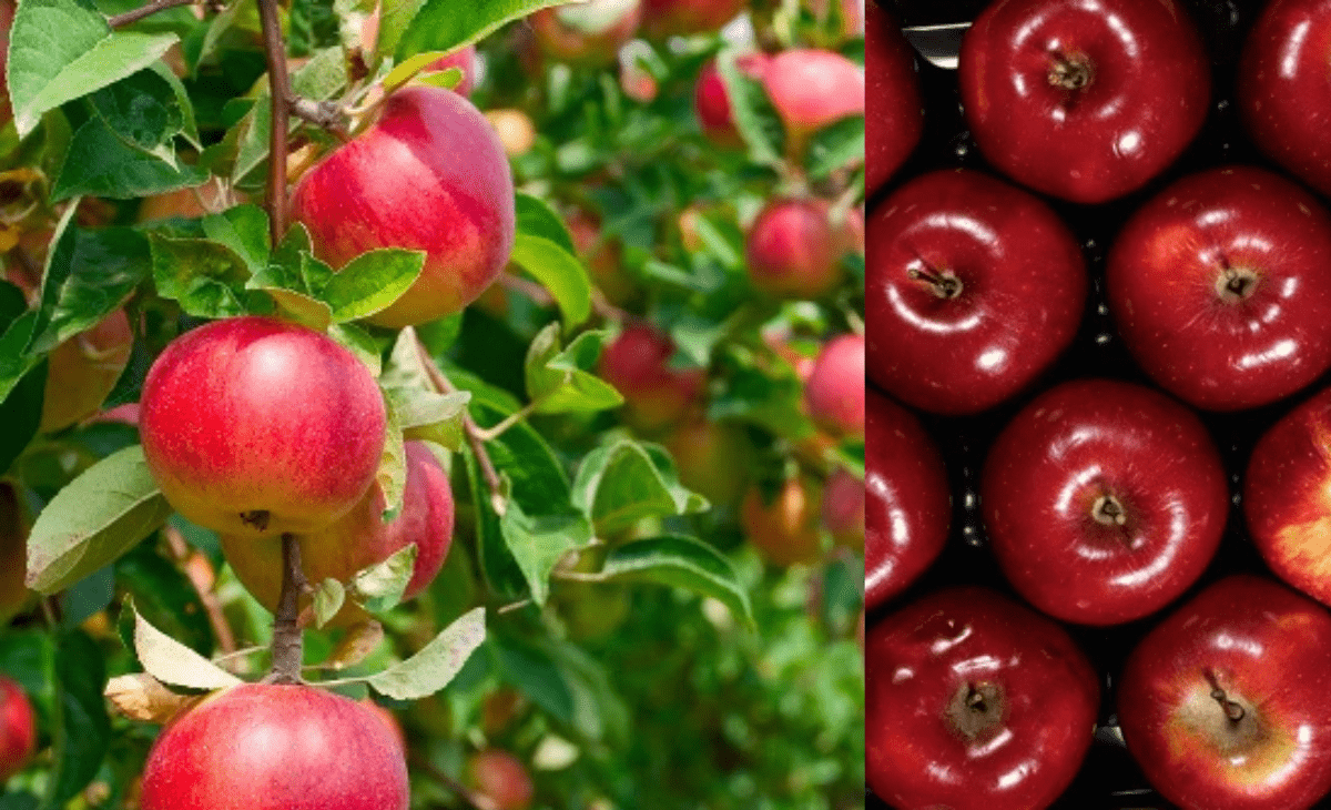 Contrary to Himachal BJP leader Chetan Bragta’s claims, Centre tells Rajya Sabha there’s no hike in apple import duty, MIP still Rs 50/kg