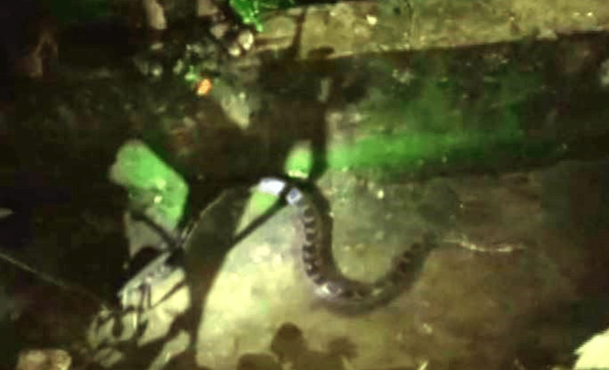 Panic at Una SP’s residence in Himachal as dangerous 90-kg ‘unwanted guest’ comes calling at midnight