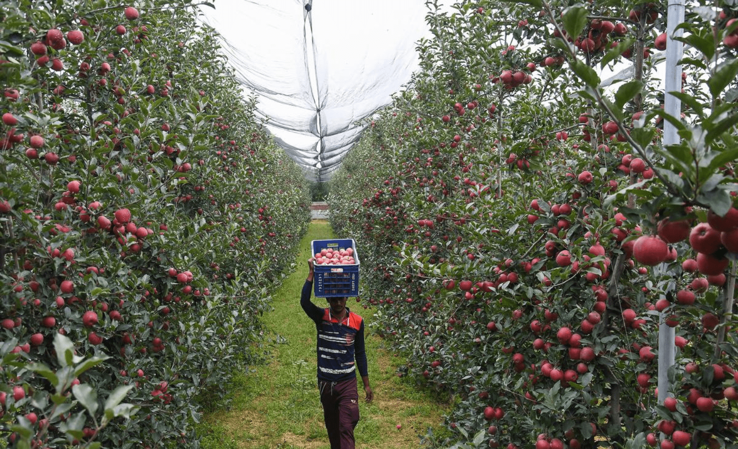 Good news for Himachal apple growers as Centre ‘hikes’ minimum import price, but ‘Trump tariff’ remains worry