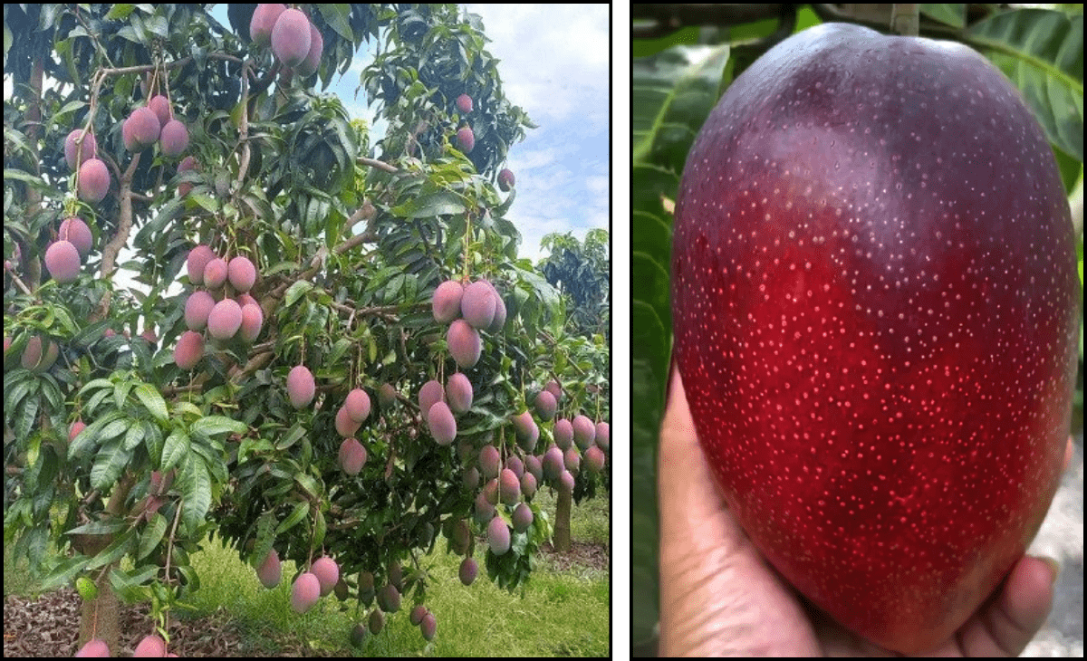 1 kg of mango for ₹3 lakh! Himachal farmer grows world’s most expensive variety in Sirmaur