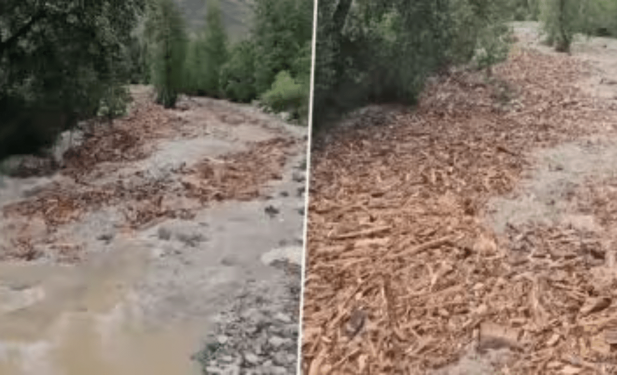 Himachal CM orders CID probe into Pushpa-style flow of wooden logs after Mandi cloudburst