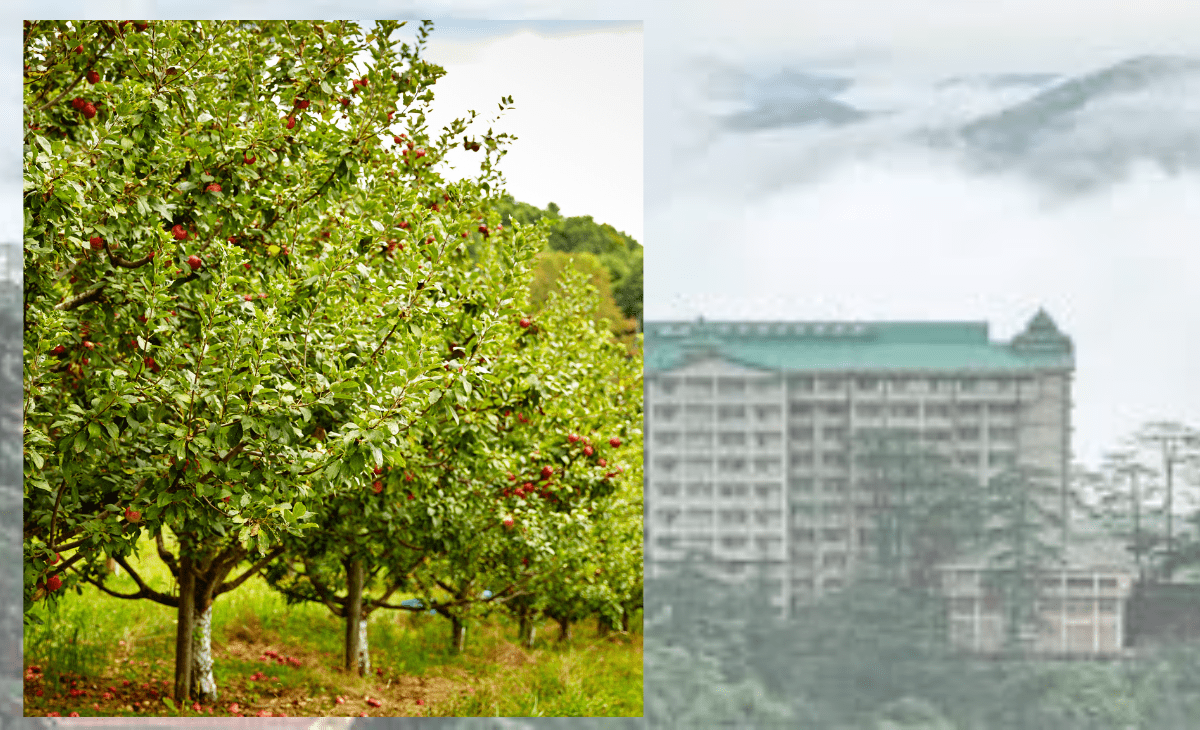 HC says apple trees must be removed from encroached land across Himachal, pulls up govt over selective action in Chaithla, Rohru, Kotgarh