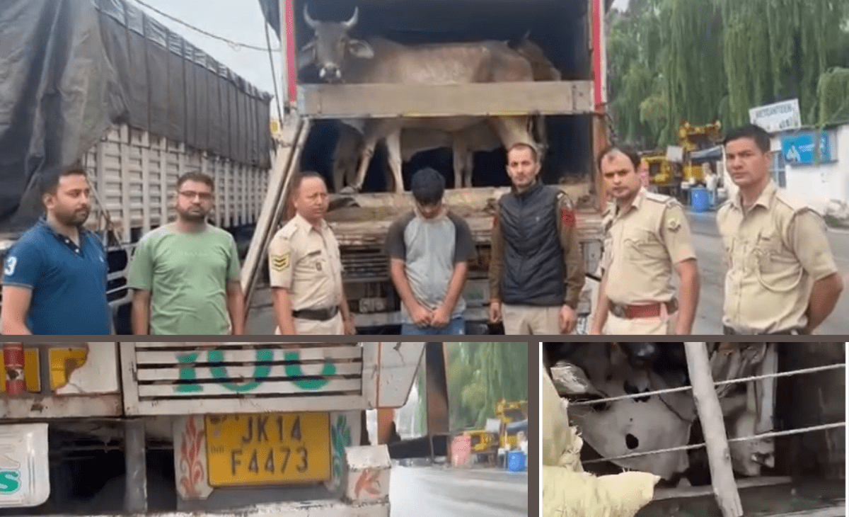 Cow smuggling racket being run in guise of military equipment busted in Manali; Himachal cops arrest 3 J&K men