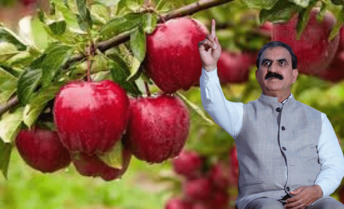 Himachal CM hints at big action to stop cutting of apple trees on encroached forest land