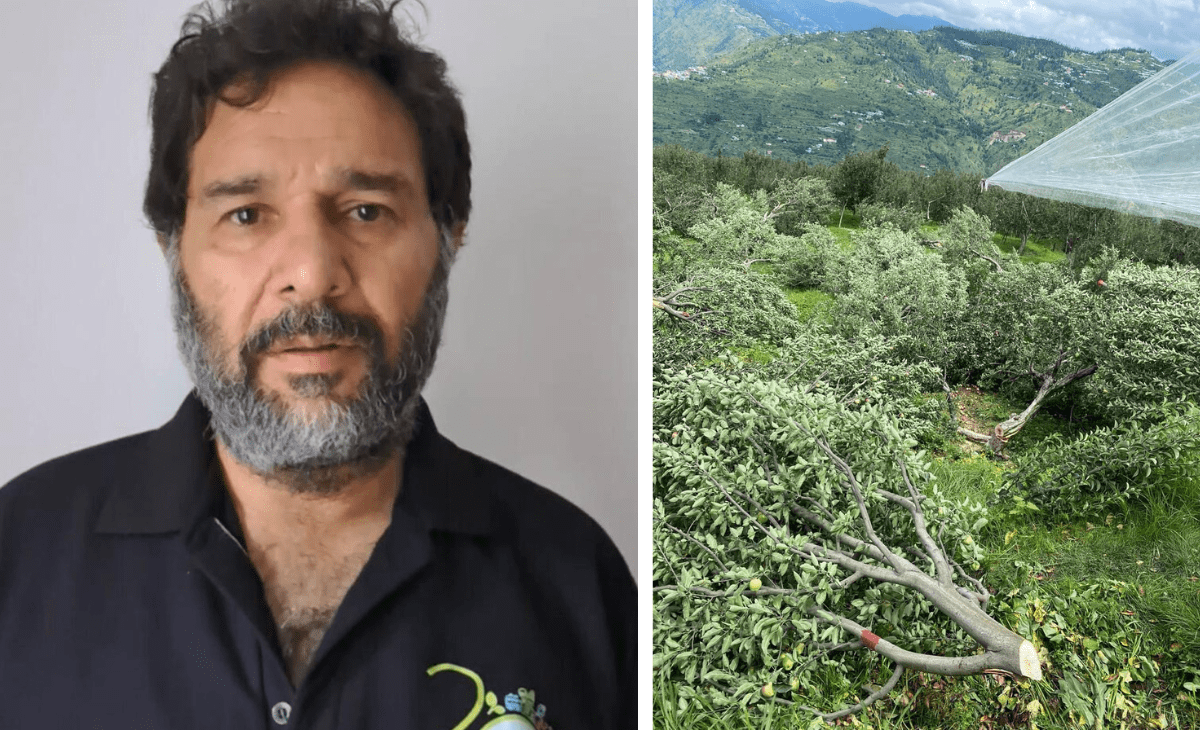 SC stays Himachal HC order to cut apple trees on forest land, former Dy Mayor Tikender turns saviour for Shimla orchardists