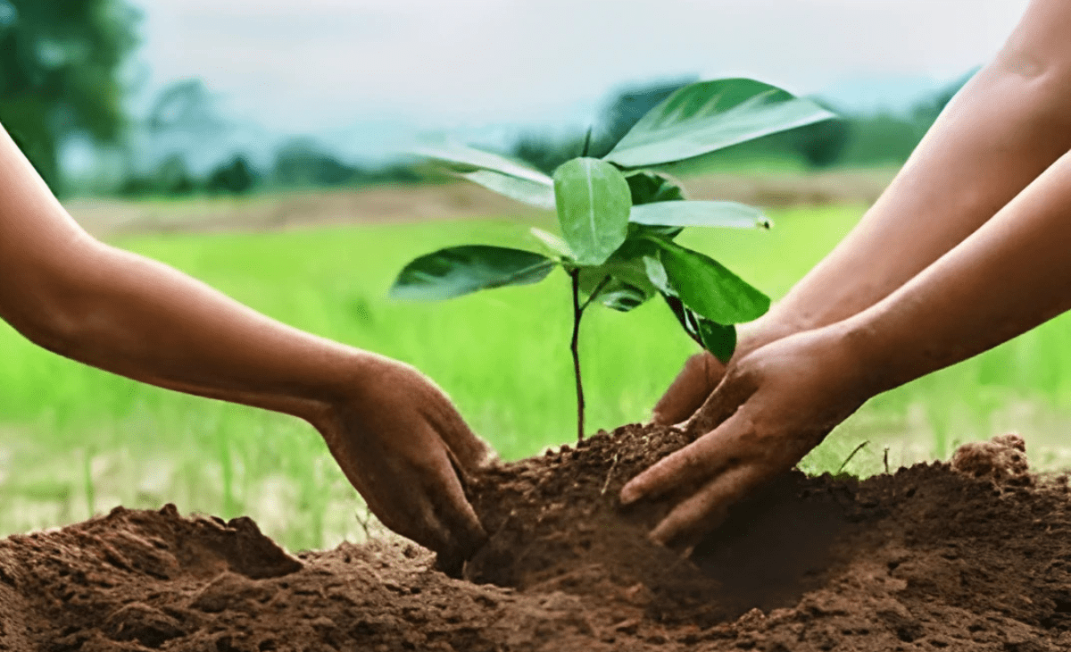 CAG exposes irregularities in Himachal plantation drive, trees shown planted in areas already covered by dense forests