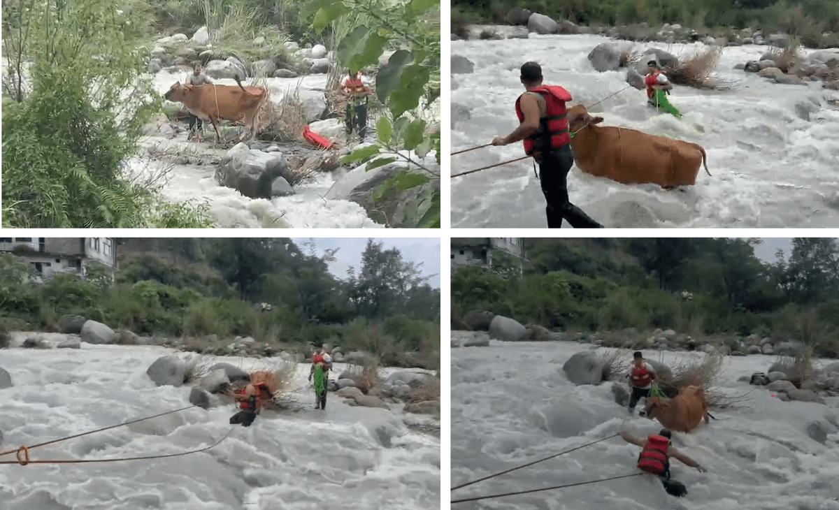 Cow rescued after 72 hours from flooded Manuni stream near Dharamshala
