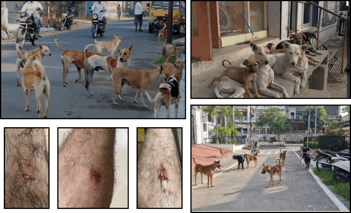 Supreme Court order on stray dogs prompts strong local response in Mandi; residents demand faster action