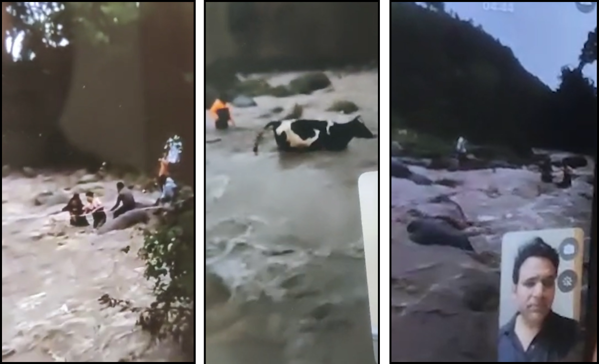 2 lives, 3 animals and a leader miles away: How RS Bali led a heart-stopping rescue in Himachal from Delhi