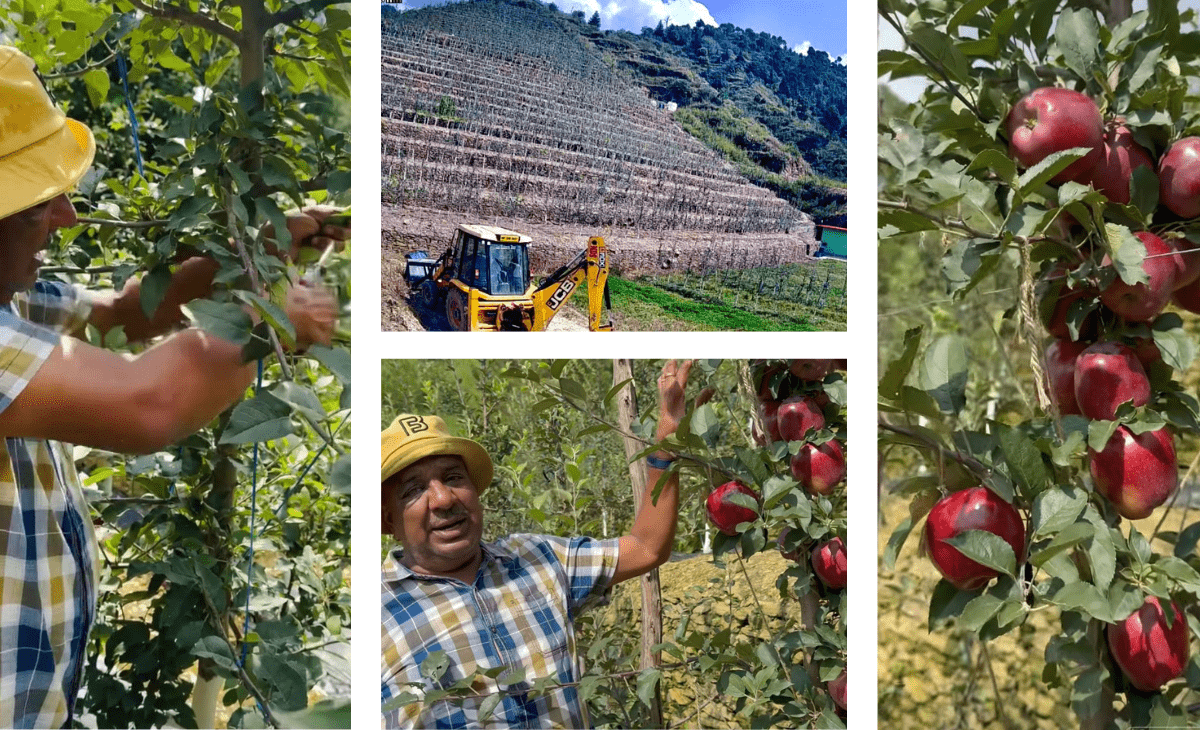 Himachal ‘hortipreneur’ Suresh Sharma turns barren land into thriving apple orchard in Karsog Valley