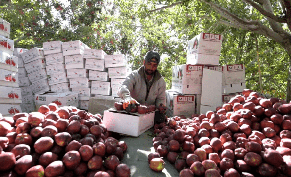 Himachal apple season sees record arrivals despite rain havoc, over 55,000 MT procured via HPMC