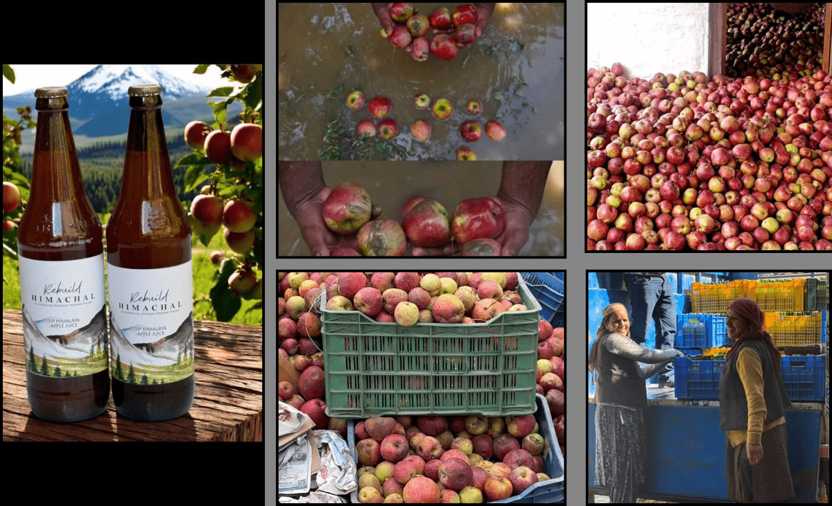 ‘Rebuild Himachal’: How Himalayan Volunteer Tourism group turned rotting apples into hope for Kullu’s rain-hit farmers
