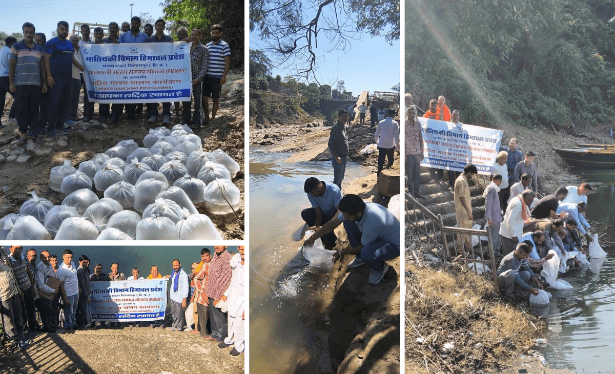 Himachal news: Mahseer fish released in Gobind Sagar to boost angling tourism