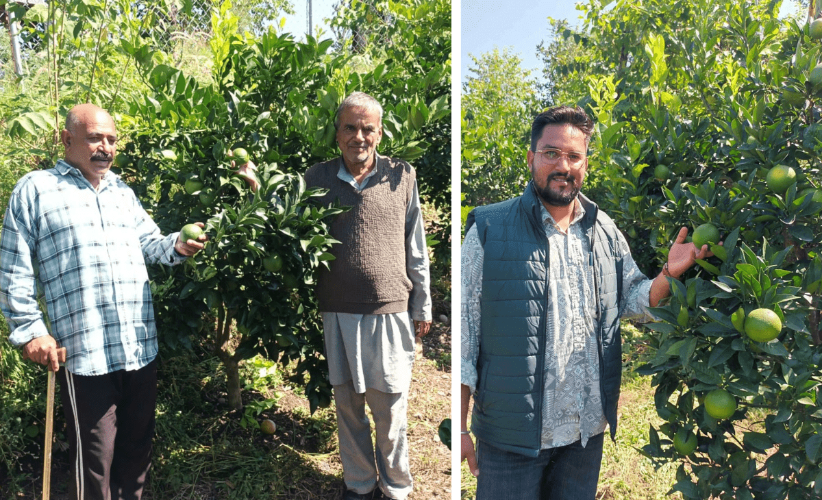 With mosambi cultivation, Himachal farmers in Dharampur turn barren fields into citrus gold