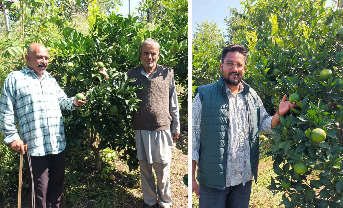 With mosambi cultivation, Himachal farmers in Dharampur turn barren fields into citrus gold