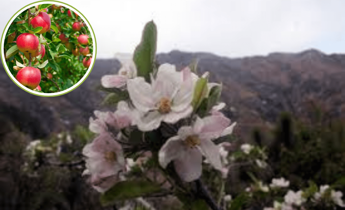 Spring in autumn shocks Himachal as apple, cherry rootstock trees flower early, scientists alarmed too