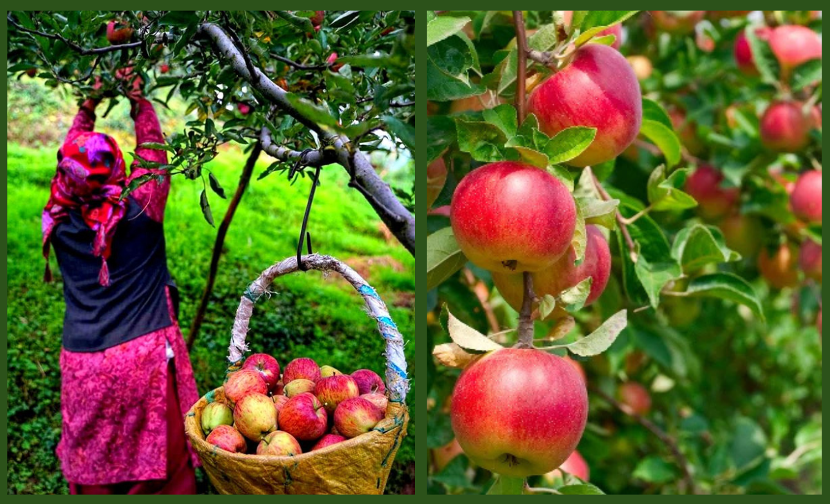 Duty on New Zealand apples cut by 50%; will it prove death knell for already-struggling Himachal orchardists?