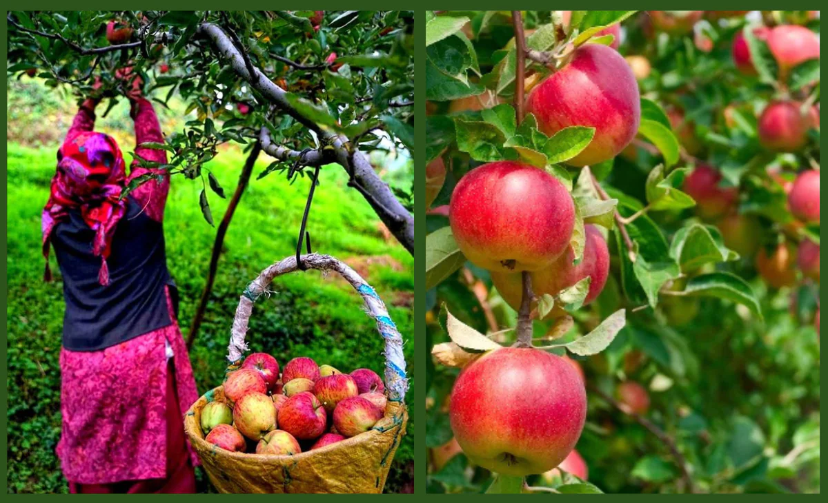 Duty on New Zealand apples cut by 50%; will it prove death knell for already-struggling Himachal orchardists?