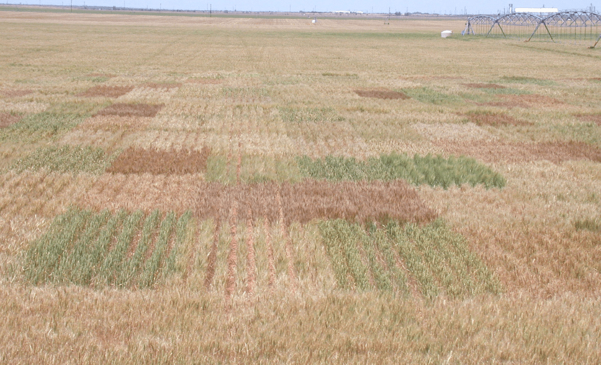 Himachal weather: No rain for nearly three months, drought-like conditions prevail in state, wheat fields totally dry up in several parts