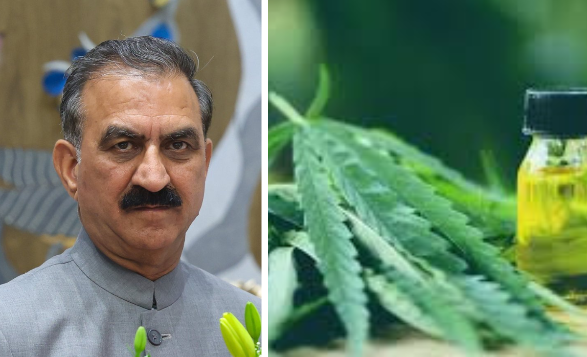 From ‘Wild Weed to Himalayan Gold’: CM Sukhu charts new economic frontier with industrial hemp