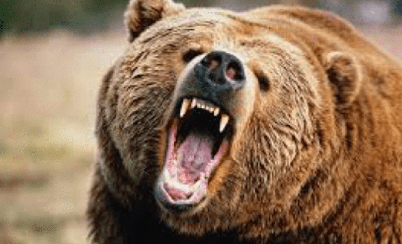 Second bear attack in Khani Panchayat, Bharmour within a month , MLA  demands solar fencing