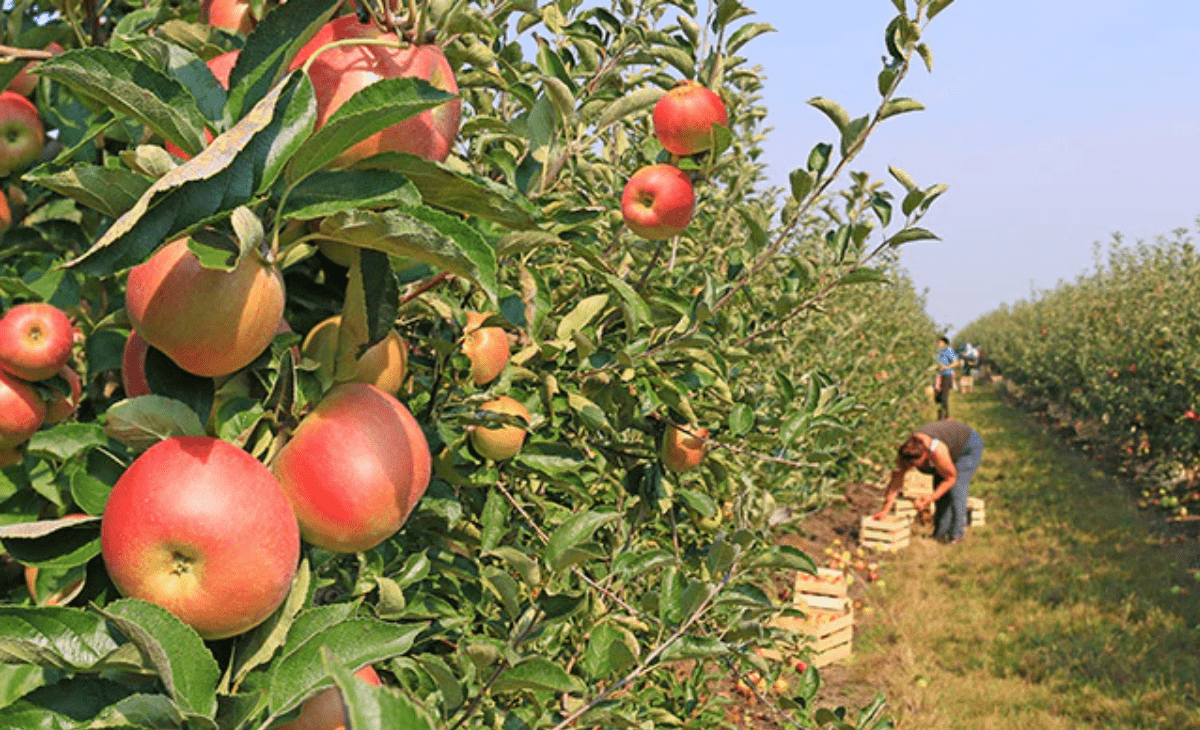 Snowless winter rings alarm bells for apple growers in Himachal