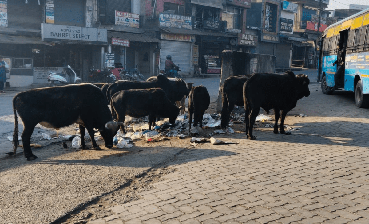 Stray cattle create safety concerns at Nurpur’s Chougan bus stand