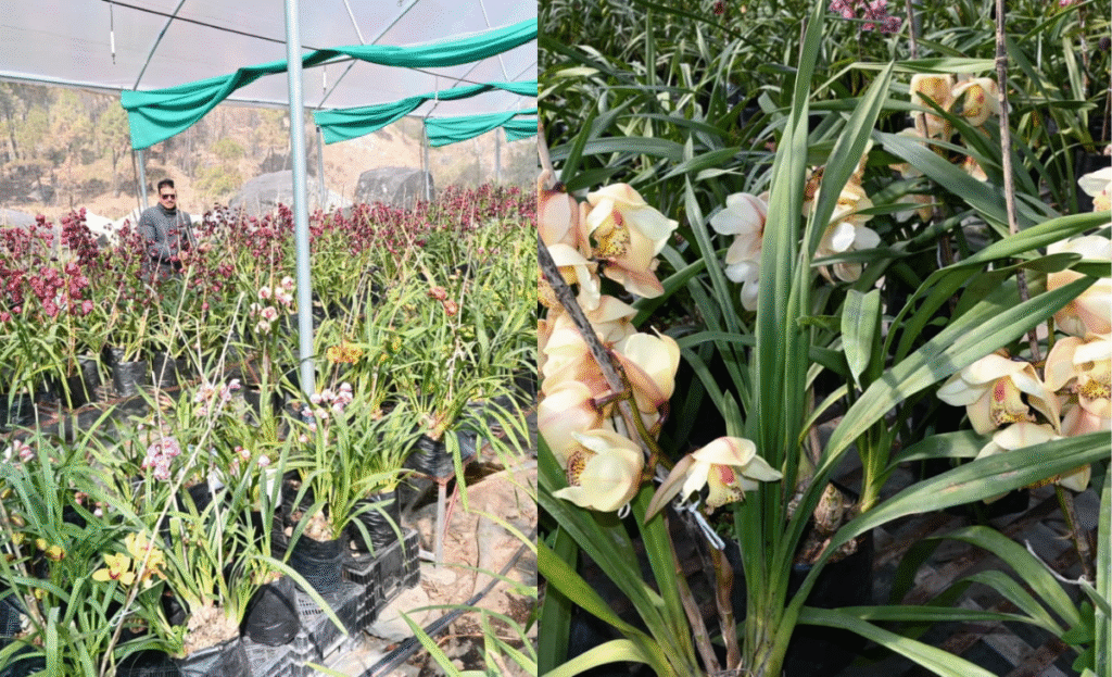 From Passion to Self-Employment: Northeast’s Cymbidium Orchid Blooms in Himachal with Government Support 2 Political Turmoil in Nishad Party as Former Secretary Takes His Own Life 1200 x 730 px 66